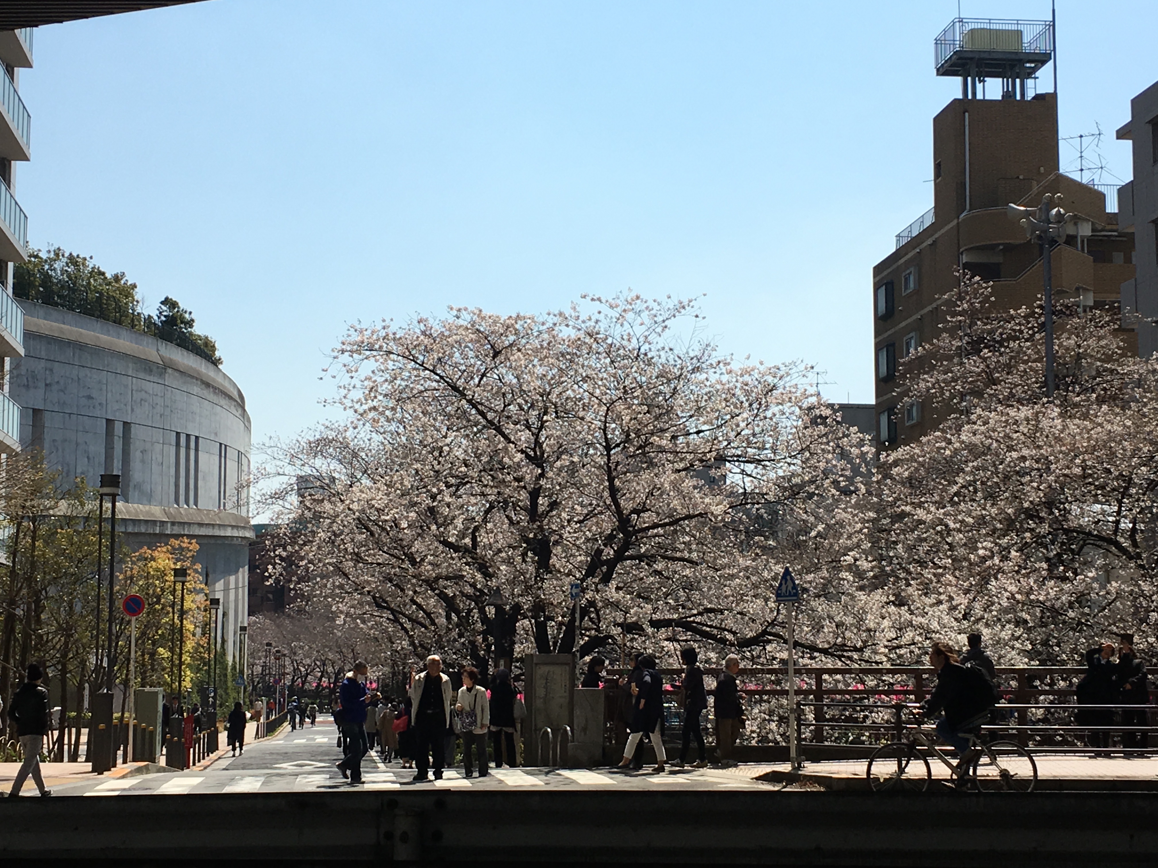 目黒川の桜は、ほぼ満開の咲き。日曜日のお花見までもつのか