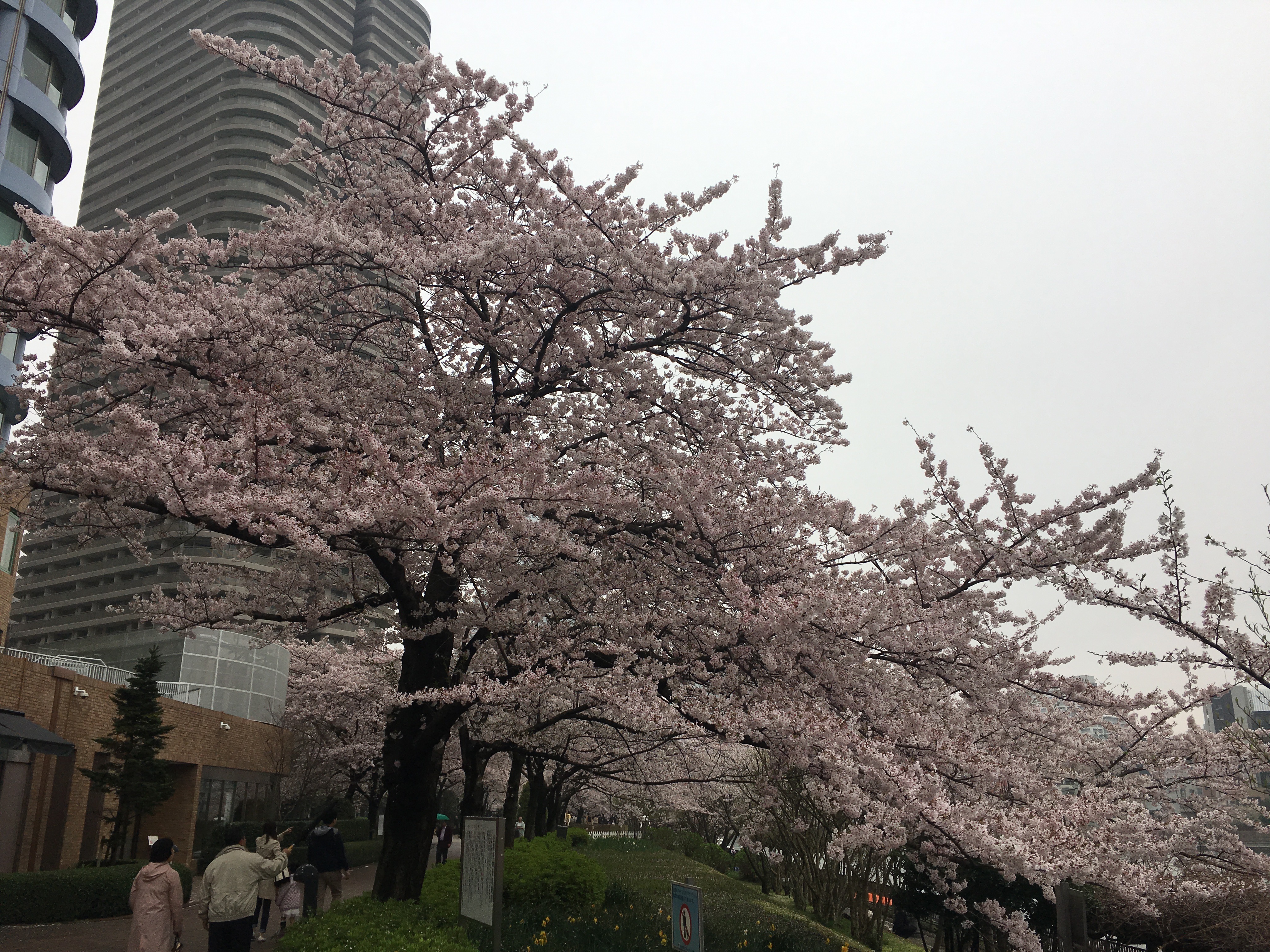 佃公園　桜