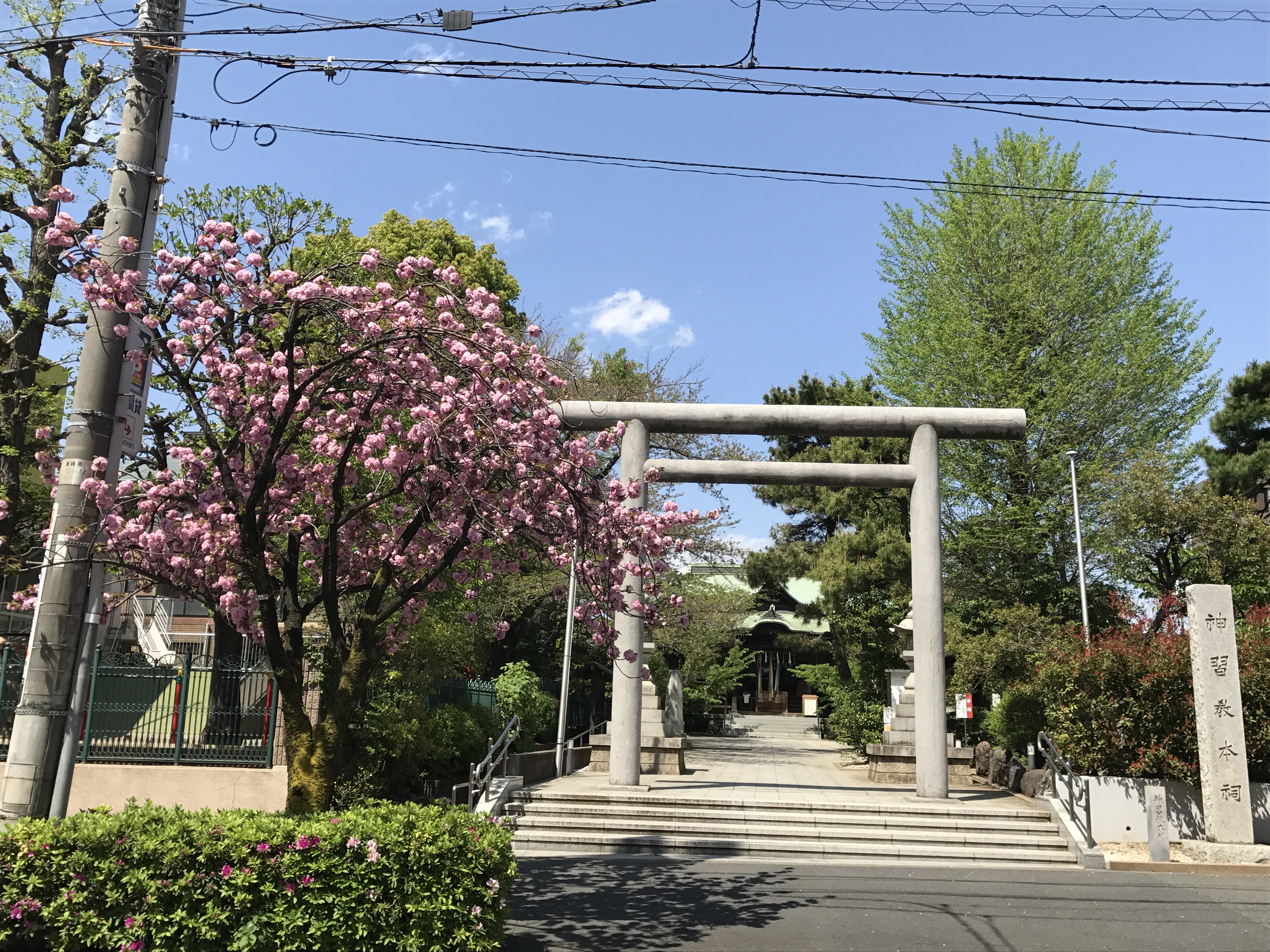 桜新町の駅前通り、八重桜はいまが満開！