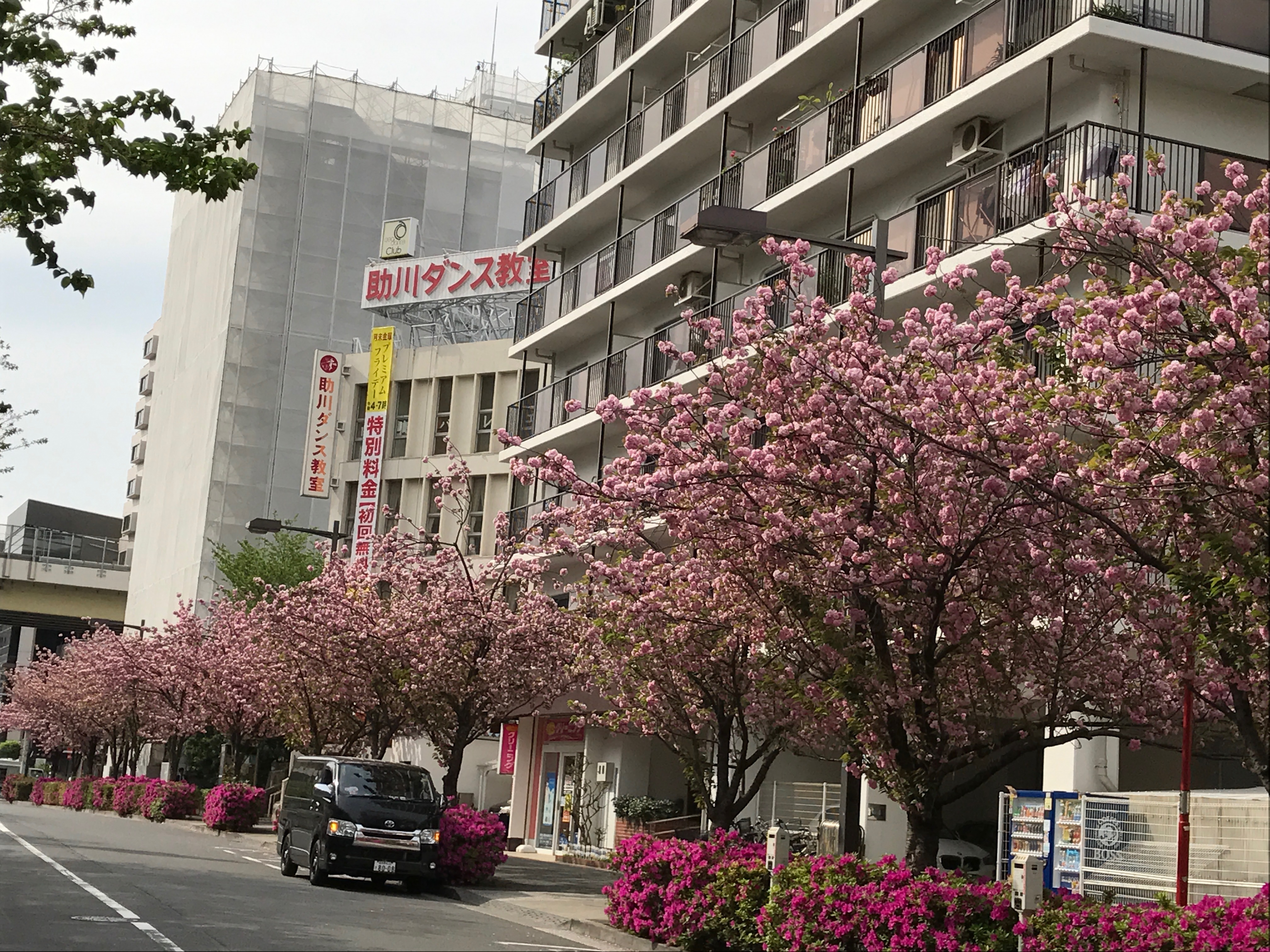 五反田駅近くも八重桜が満開！