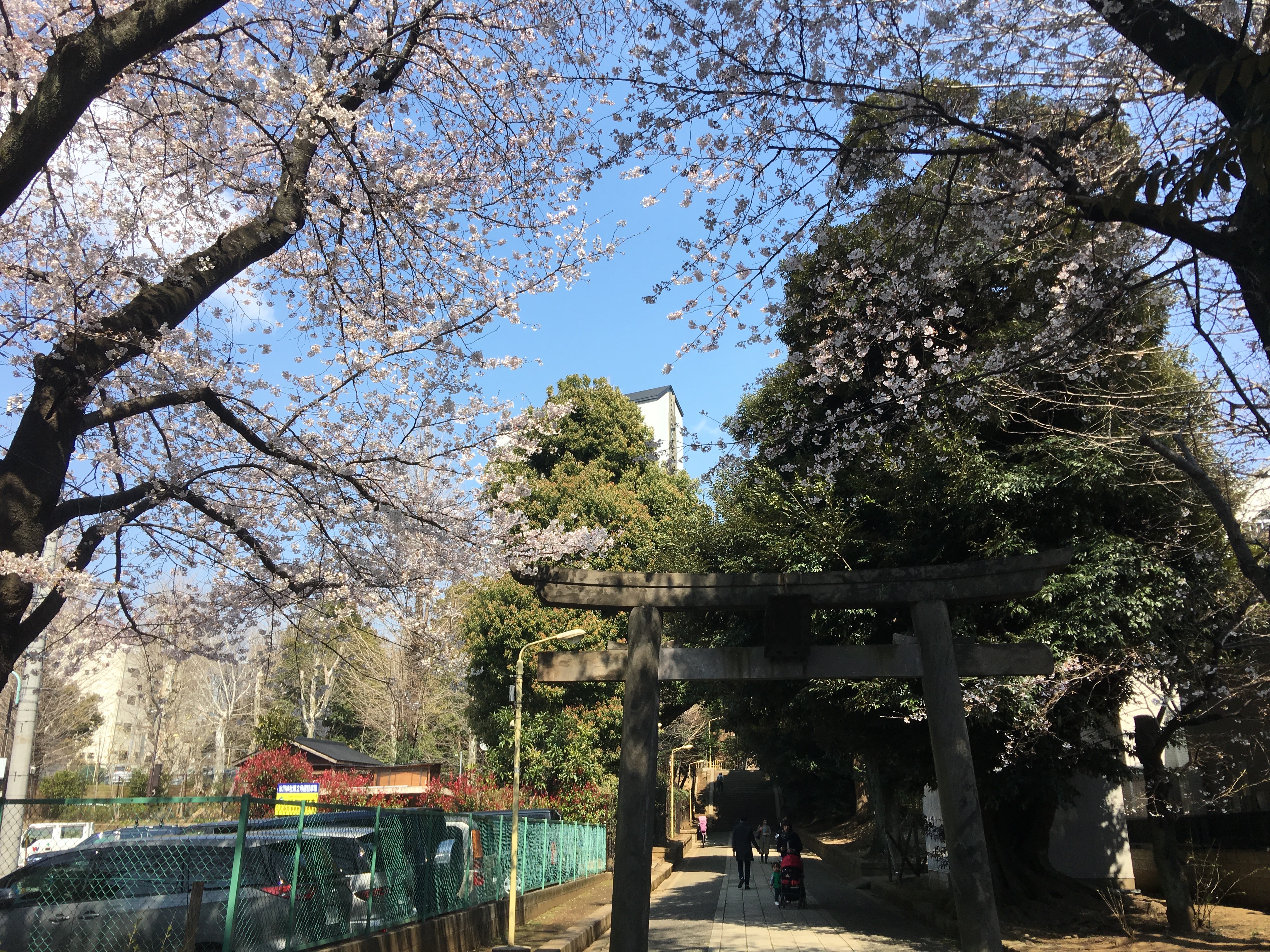 くるりん、桜満開の氷川の杜公園で、今日も元気に駆け回る