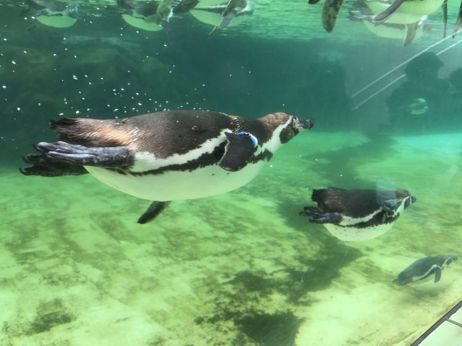 夏休みの葛西臨海水族園（第3話）待望のペンギンさんとご対面！