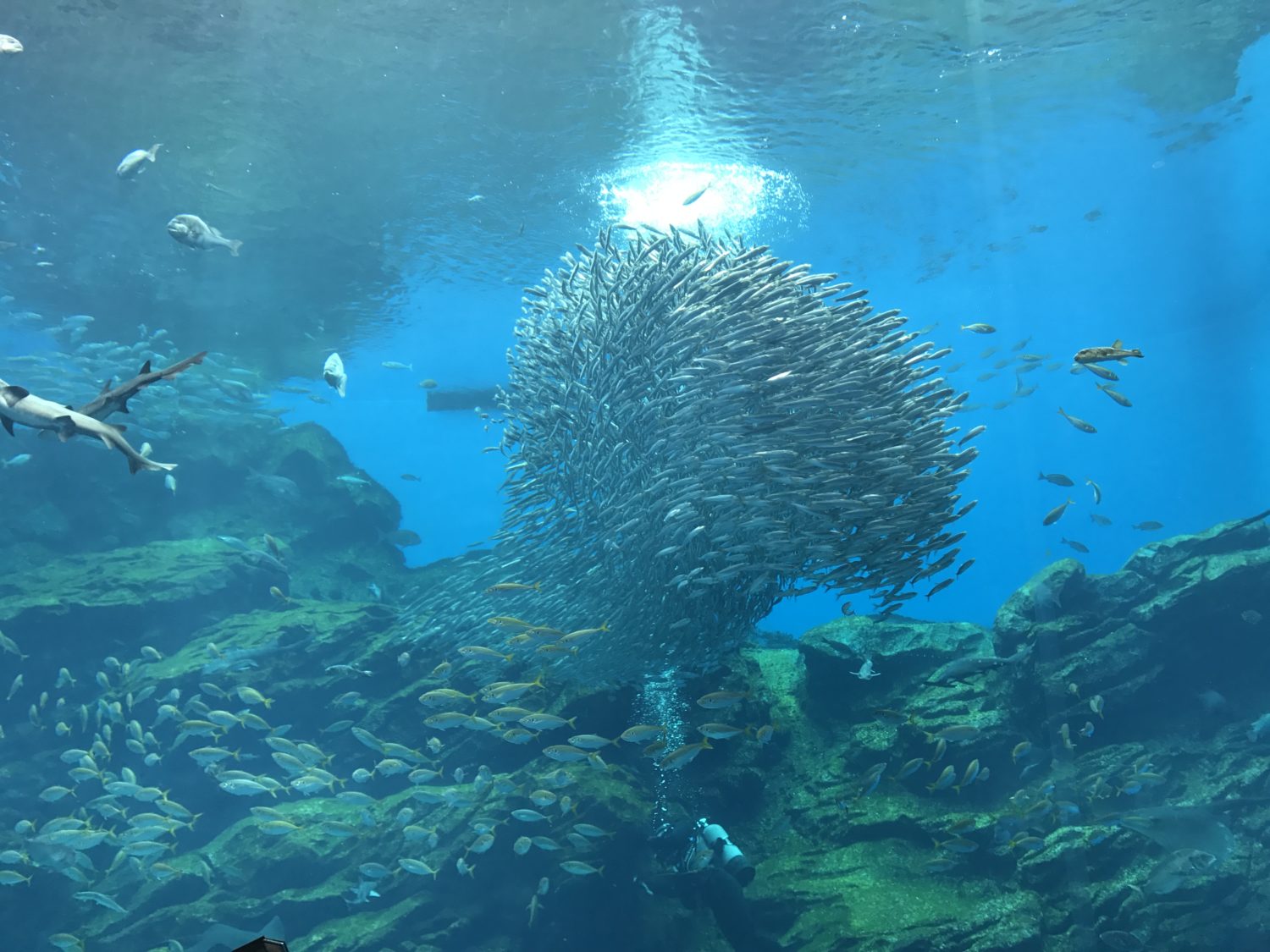 夏休みの仙台うみの杜水族館（第1話）葛西臨海水族園と比べると大迫力で、その違いにビックリ