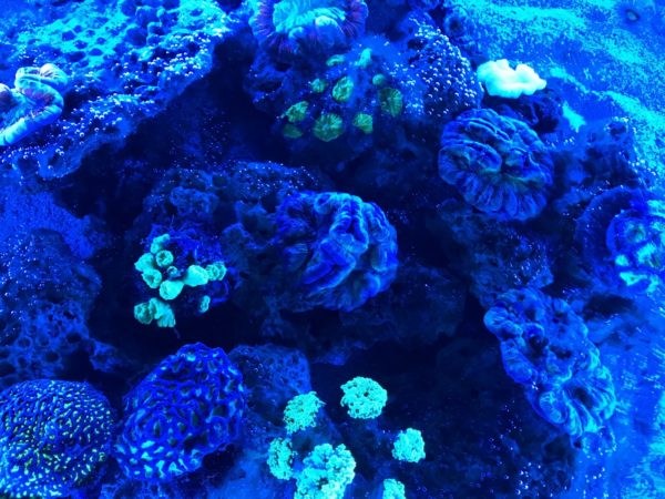 光るサンゴ礁